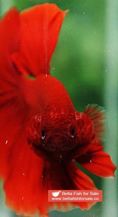 Betta fish OHM Super Red - Image 8