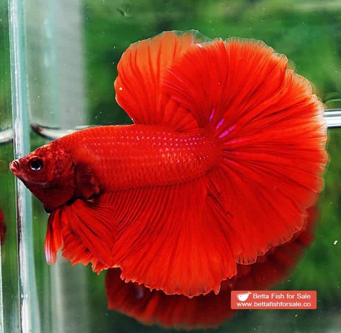 Betta fish OHM Super Red Rosetail Sky Hawk - Image 6