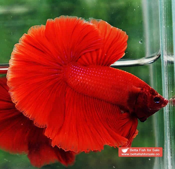 Betta fish OHM Super Red Rosetail Sky Hawk - Image 5