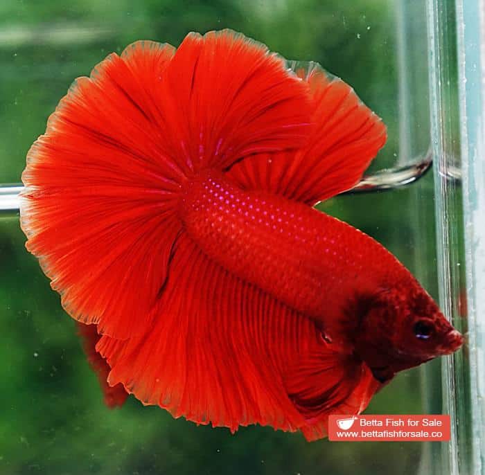 Betta fish OHM Super Red Rosetail Sky Hawk - Image 3