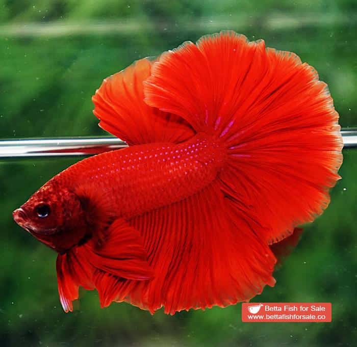 Betta fish OHM Super Red Rosetail Sky Hawk - Image 4
