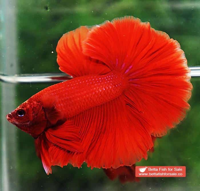 Betta fish OHM Super Red Rosetail Sky Hawk - Image 2