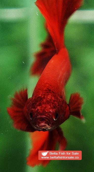 Betta fish OHM Super Red Rosetail Sky Hawk - Image 7