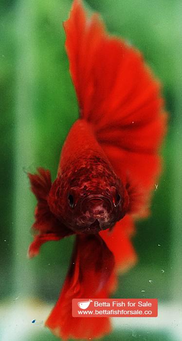 Betta fish OHM Super Red Rosetail Sky Hawk - Image 8