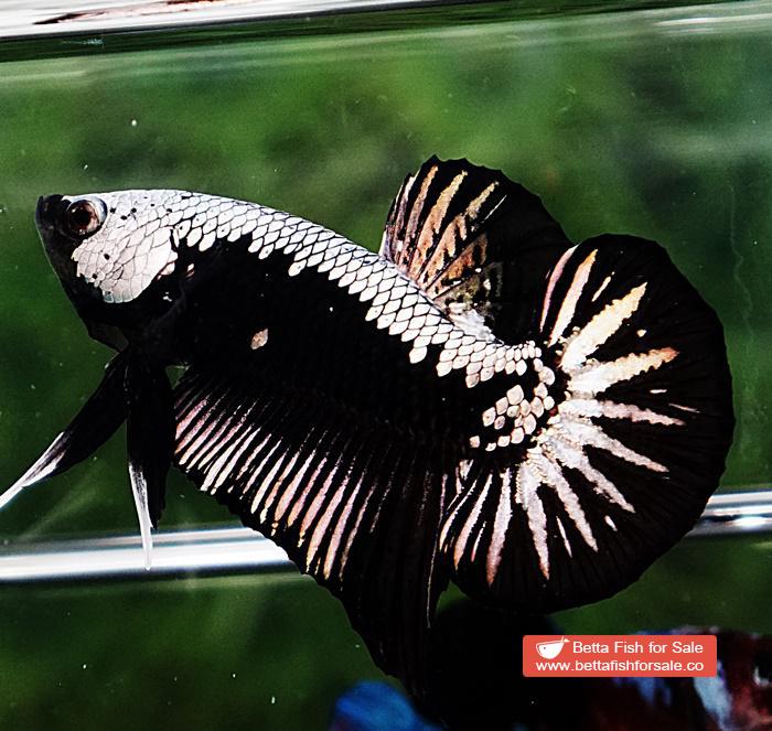 Betta fish OHMPK Super Black Samurai - Image 2