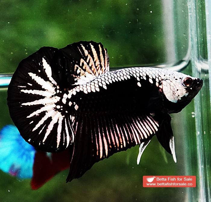 Betta fish OHMPK Super Black Samurai - Image 5