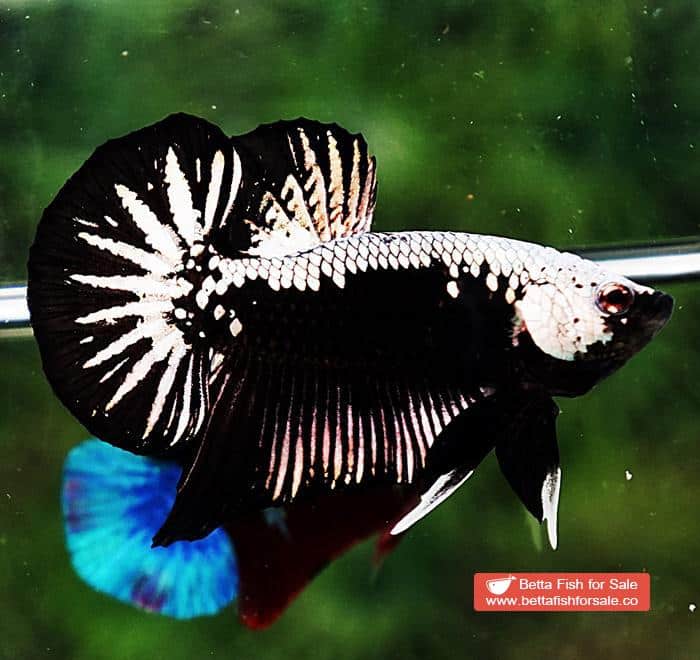 Betta fish OHMPK Super Black Samurai - Image 6