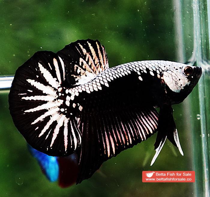 Betta fish OHMPK Super Black Samurai - Image 3