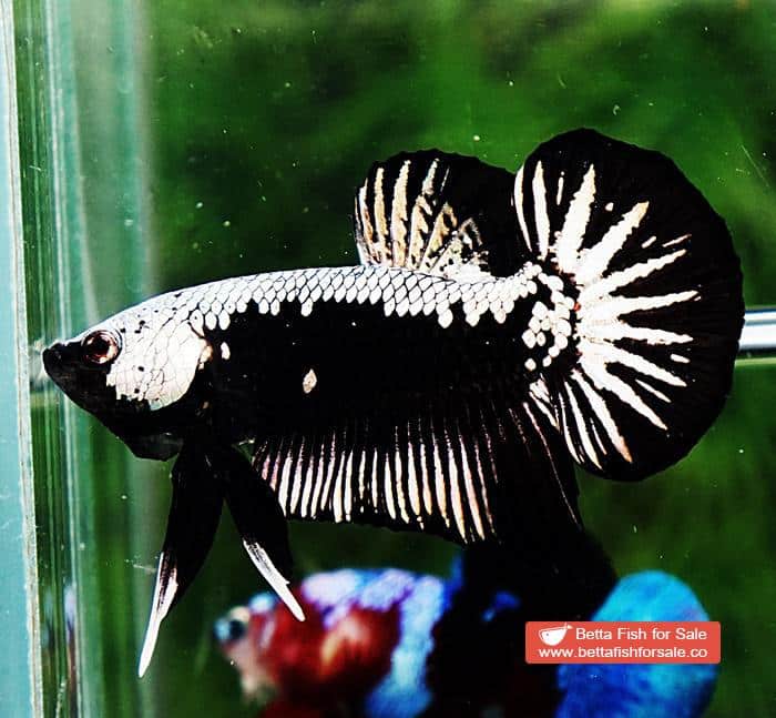 Betta fish OHMPK Super Black Samurai - Image 4