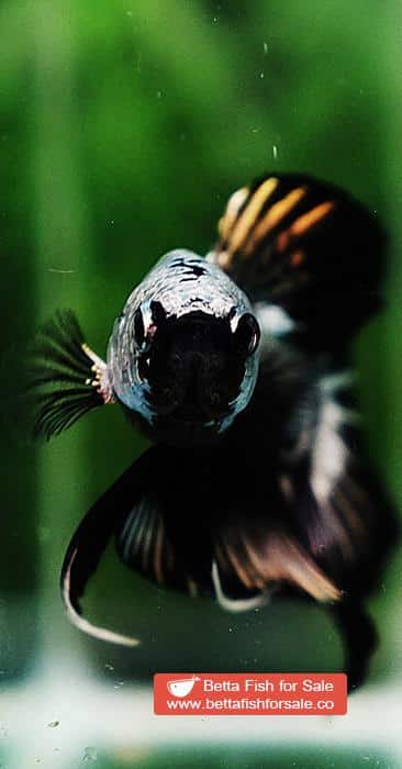 Betta fish OHMPK Super Black Samurai - Image 7