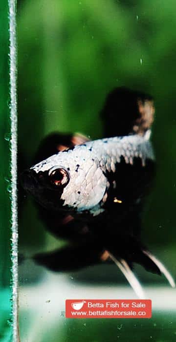 Betta fish OHMPK Super Black Samurai - Image 8