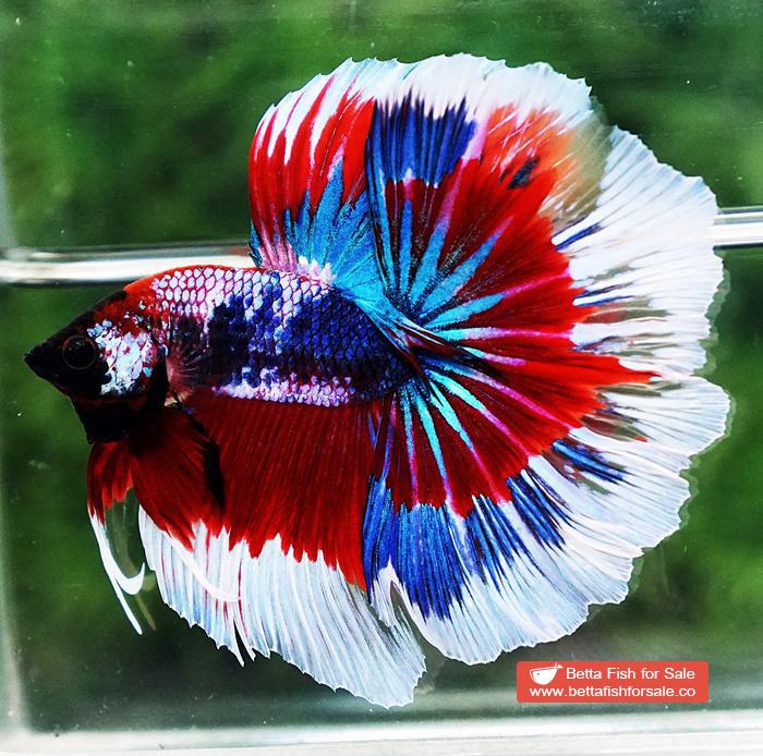 Betta fish OHM Fancy Captain America Rosetail - Image 2