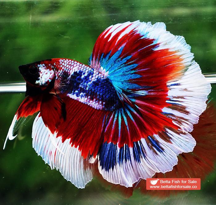 Betta fish OHM Fancy Captain America Rosetail - Image 4