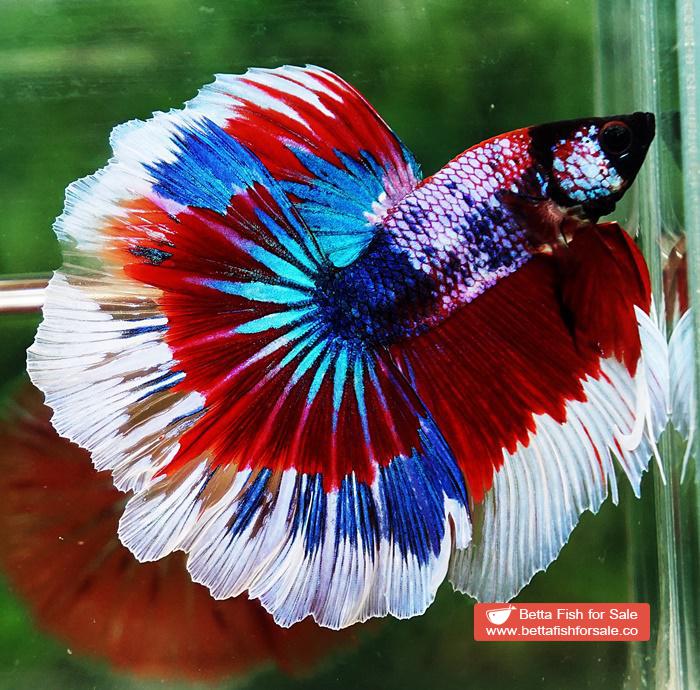Betta fish OHM Fancy Captain America Rosetail - Image 3
