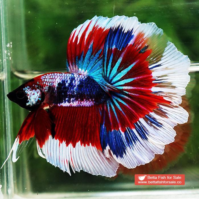 Betta fish OHM Fancy Captain America Rosetail - Image 5