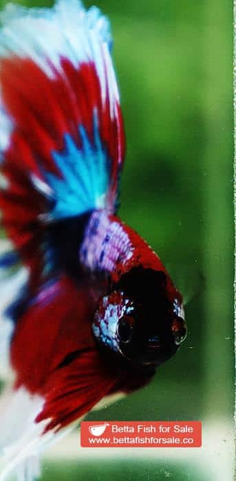 Betta fish OHM Fancy Captain America Rosetail - Image 6