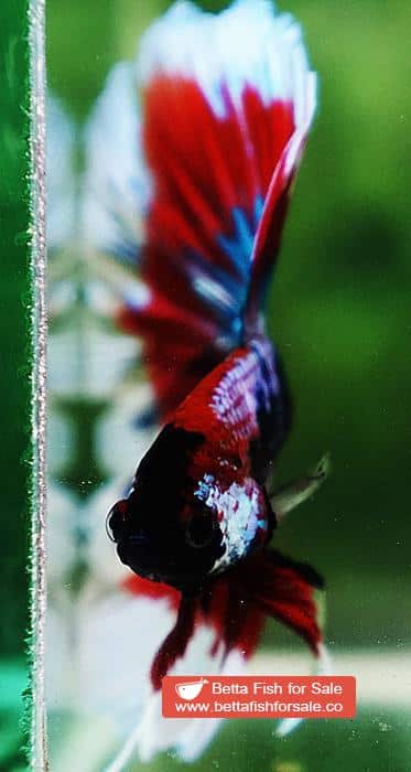 Betta fish OHM Fancy Captain America Rosetail - Image 7