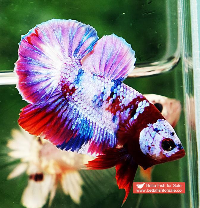 Betta fish OHMPK Prince Rainbow Red Scarf Marking - Image 3