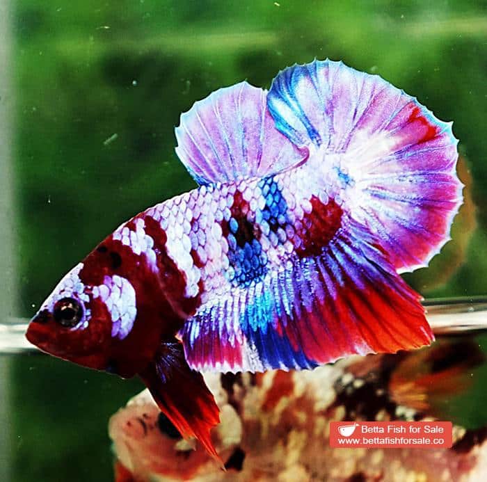 Betta fish OHMPK Prince Rainbow Red Scarf Marking - Image 6