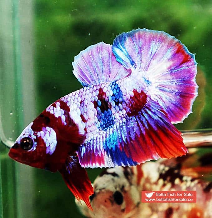 Betta fish OHMPK Prince Rainbow Red Scarf Marking - Image 4
