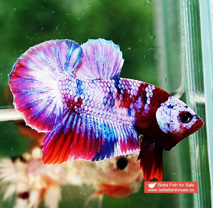 Betta fish OHMPK Prince Rainbow Red Scarf Marking - Image 5