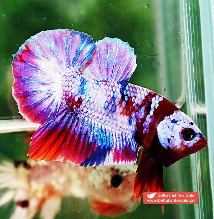 Betta fish OHMPK Prince Rainbow Red Scarf Marking - Image 7
