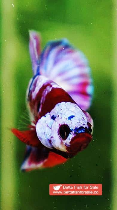 Betta fish OHMPK Prince Rainbow Red Scarf Marking - Image 8