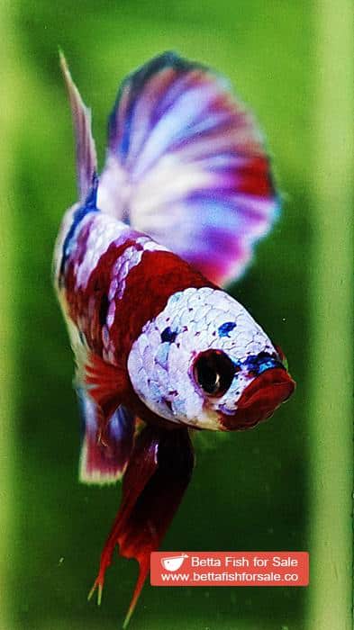 Betta fish OHMPK Prince Rainbow Red Scarf Marking - Image 9