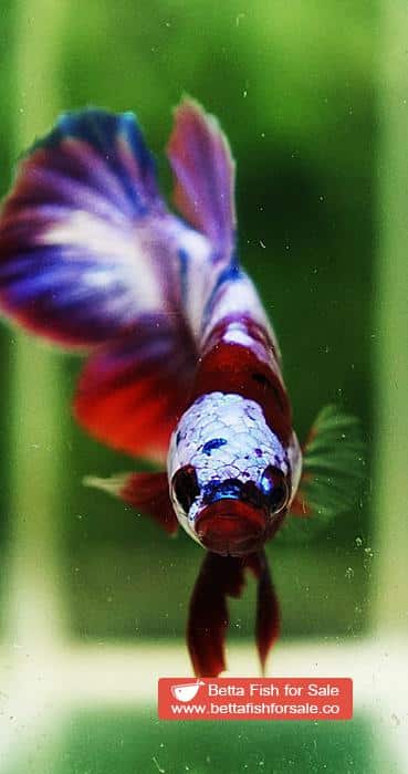Betta fish OHMPK Prince Rainbow Red Scarf Marking - Image 10