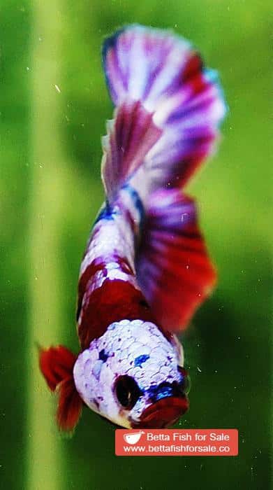 Betta fish OHMPK Prince Rainbow Red Scarf Marking - Image 11