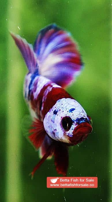 Betta fish OHMPK Prince Rainbow Red Scarf Marking - Image 12