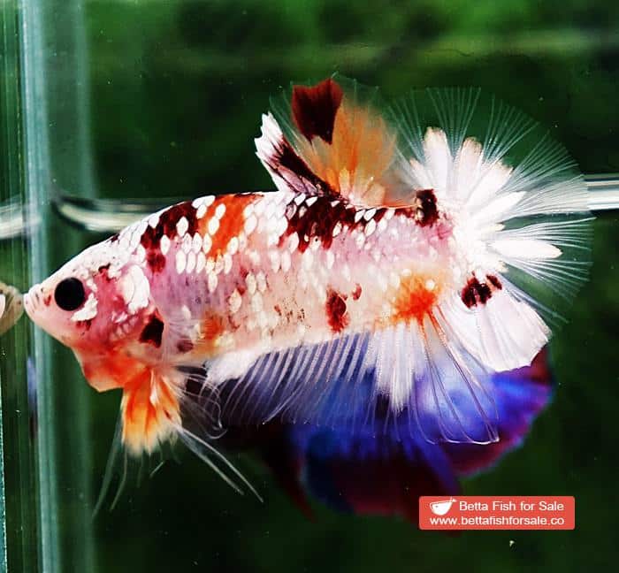 Betta fish OHMPK Sparkle Copper Gold Nemo - Image 2