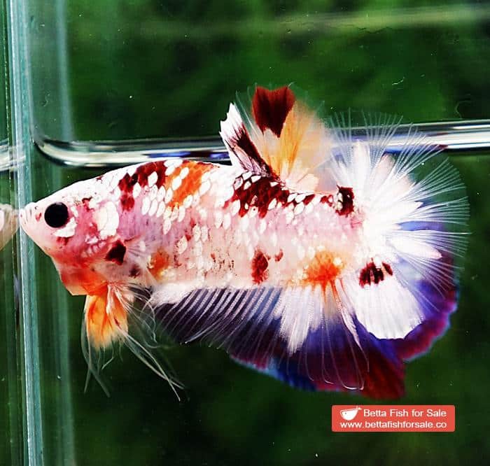 Betta fish OHMPK Sparkle Copper Gold Nemo - Image 4