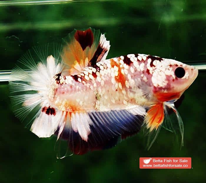Betta fish OHMPK Sparkle Copper Gold Nemo - Image 5