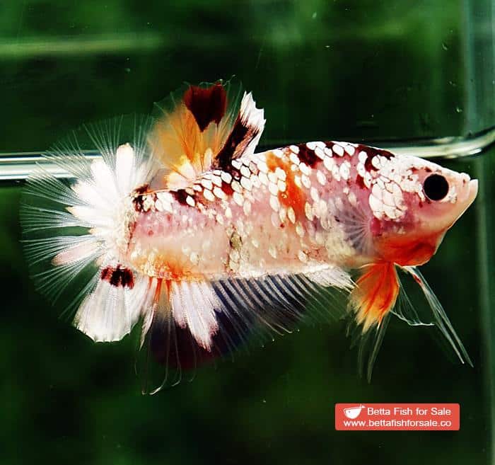 Betta fish OHMPK Sparkle Copper Gold Nemo - Image 3