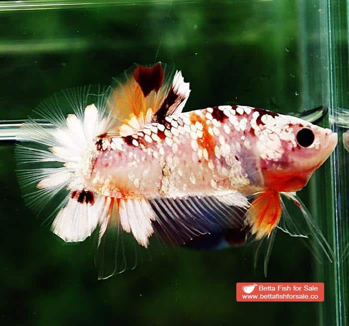 Betta fish OHMPK Sparkle Copper Gold Nemo - Image 6