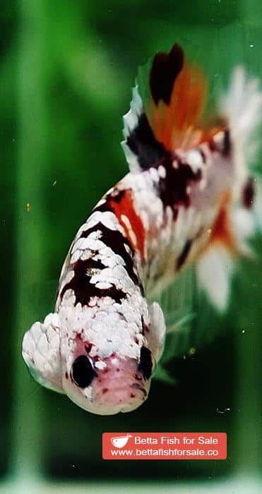 Betta fish OHMPK Sparkle Copper Gold Nemo - Image 7