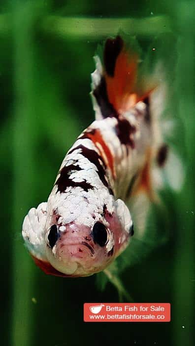 Betta fish OHMPK Sparkle Copper Gold Nemo - Image 8