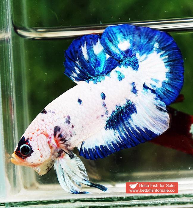 Betta fish HMPK Prince of Blue Marble - Image 6