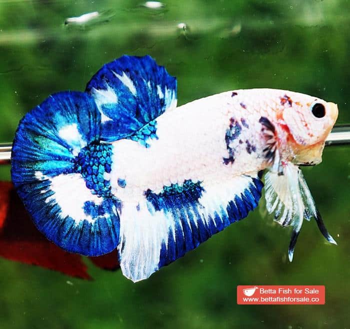 Betta fish HMPK Prince of Blue Marble - Image 7