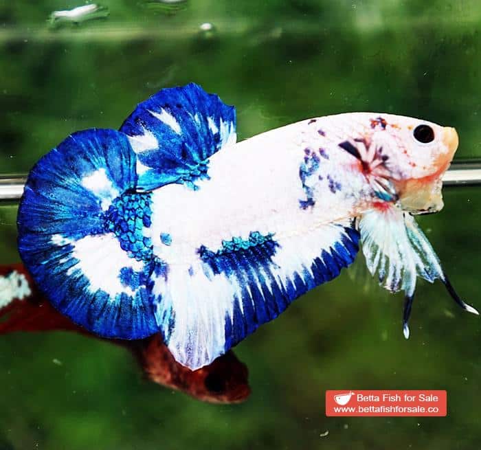 Betta fish HMPK Prince of Blue Marble - Image 5