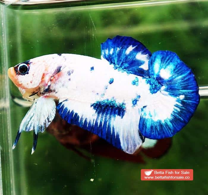 Betta fish HMPK Prince of Blue Marble - Image 4