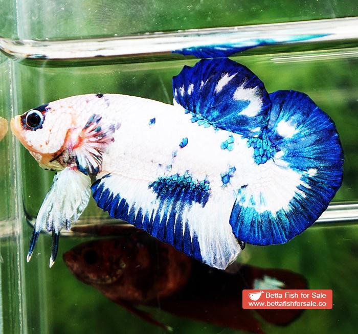 Betta fish HMPK Prince of Blue Marble