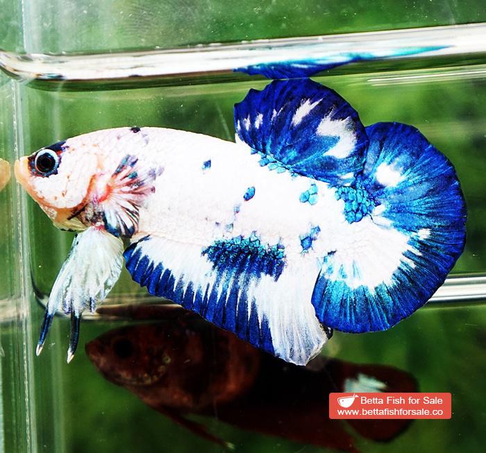 Betta fish HMPK Prince of Blue Marble - Image 2