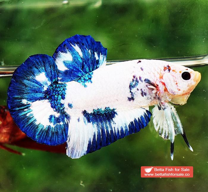Betta fish HMPK Prince of Blue Marble - Image 3