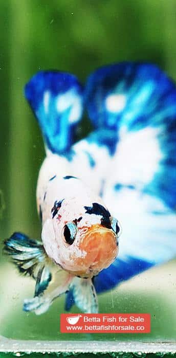 Betta fish HMPK Prince of Blue Marble - Image 8