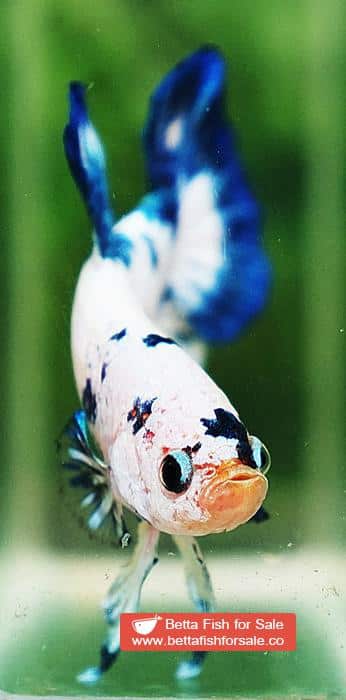 Betta fish HMPK Prince of Blue Marble - Image 9