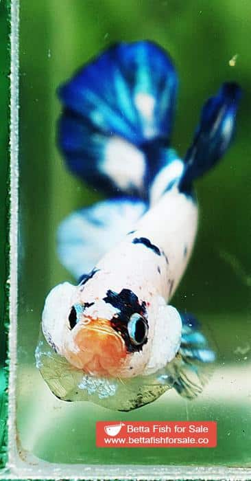 Betta fish HMPK Prince of Blue Marble - Image 10
