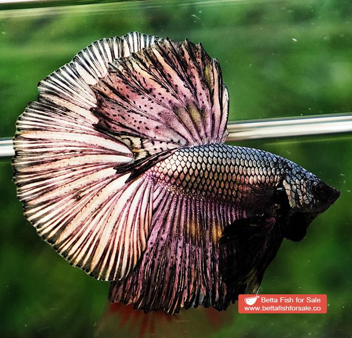 Betta fish OHM Classic Copper Gold - Image 3