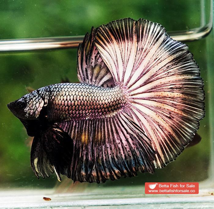 Betta fish OHM Classic Copper Gold - Image 2